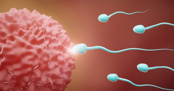 Sperm count regulation